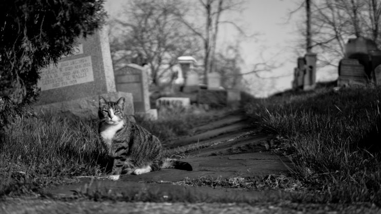 Cemetery cat